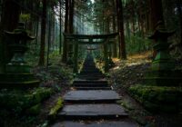 brown wooden bridge in the woods