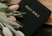 Holy Bible under pink tulips